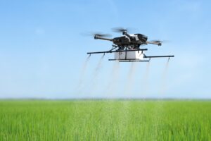 A drone sprays fertilizer over lush green rice fields under a clear blue sky, showcasing modern agricultural technology.